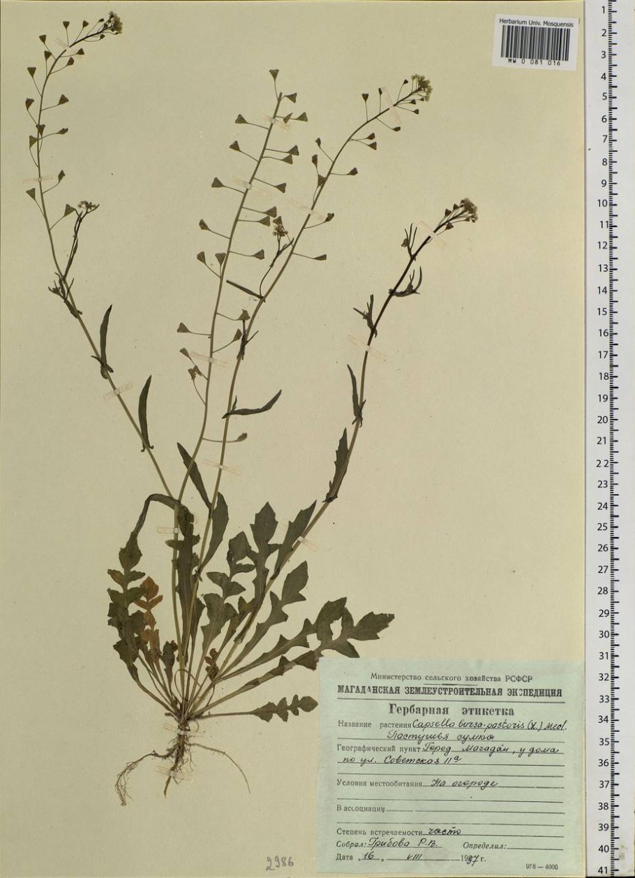 Крестоцветные полевые растения
