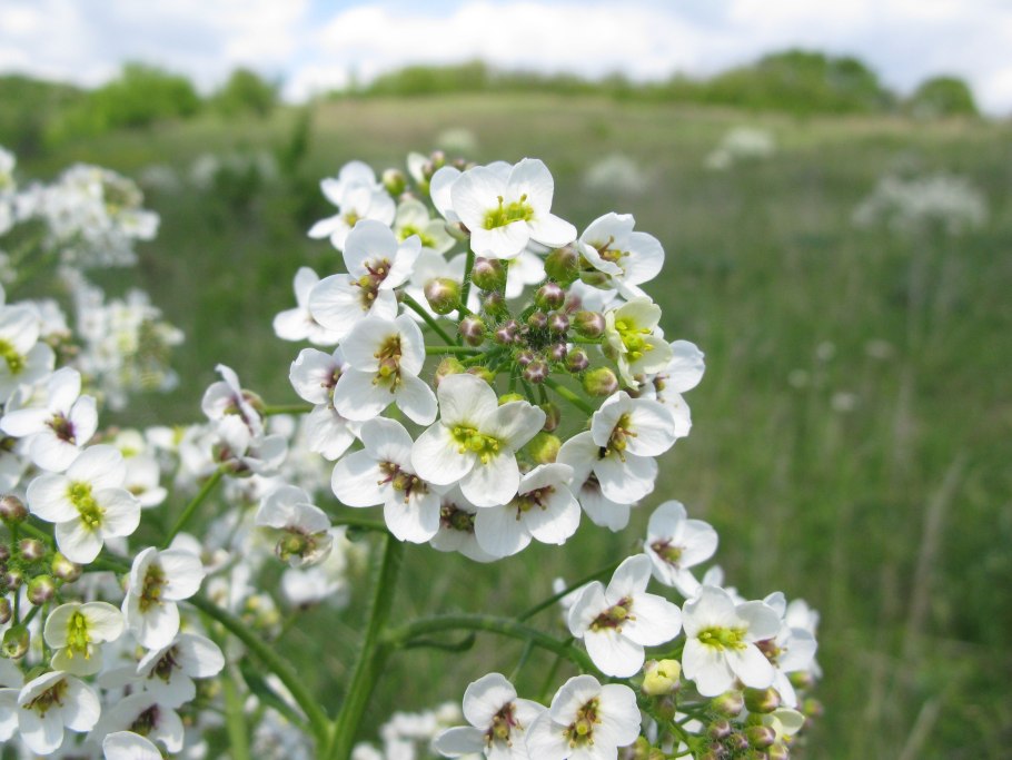 Пастушья сумка (Capsella Bursa-pastoris)