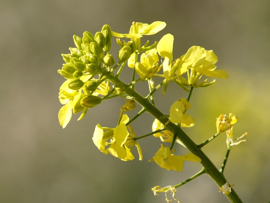 Brassica fruticulosa