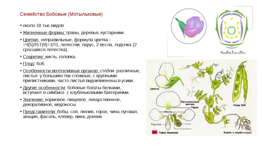 Соцветие крестоцветных
