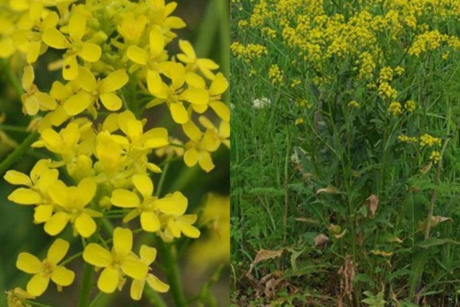 Горчица сарептская brassica juncea
