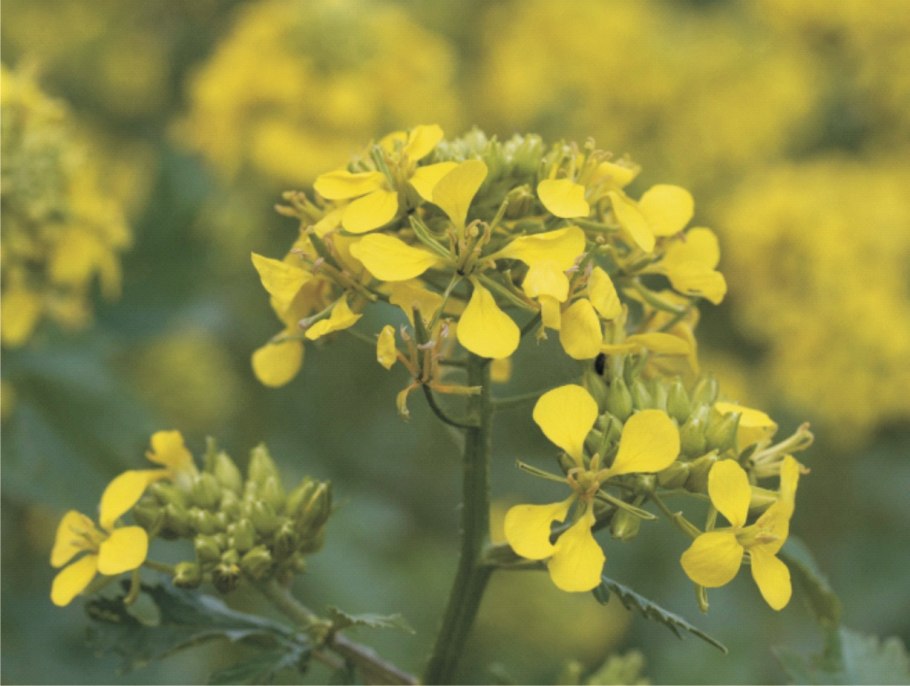 Калепина неравномерная