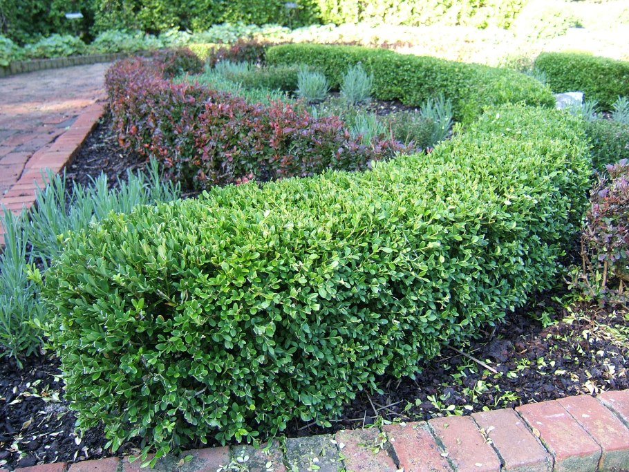 Buxus sempervirens самшит