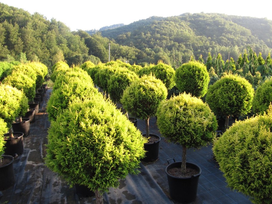 Кипарис кустарник