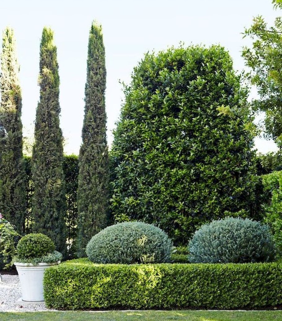 Кипарисовик горохоплодный filifera Nana