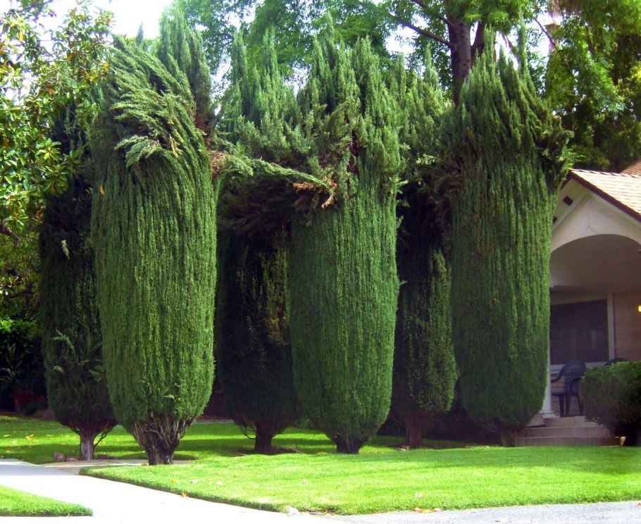 Топиарная стрижка кипарисовика
