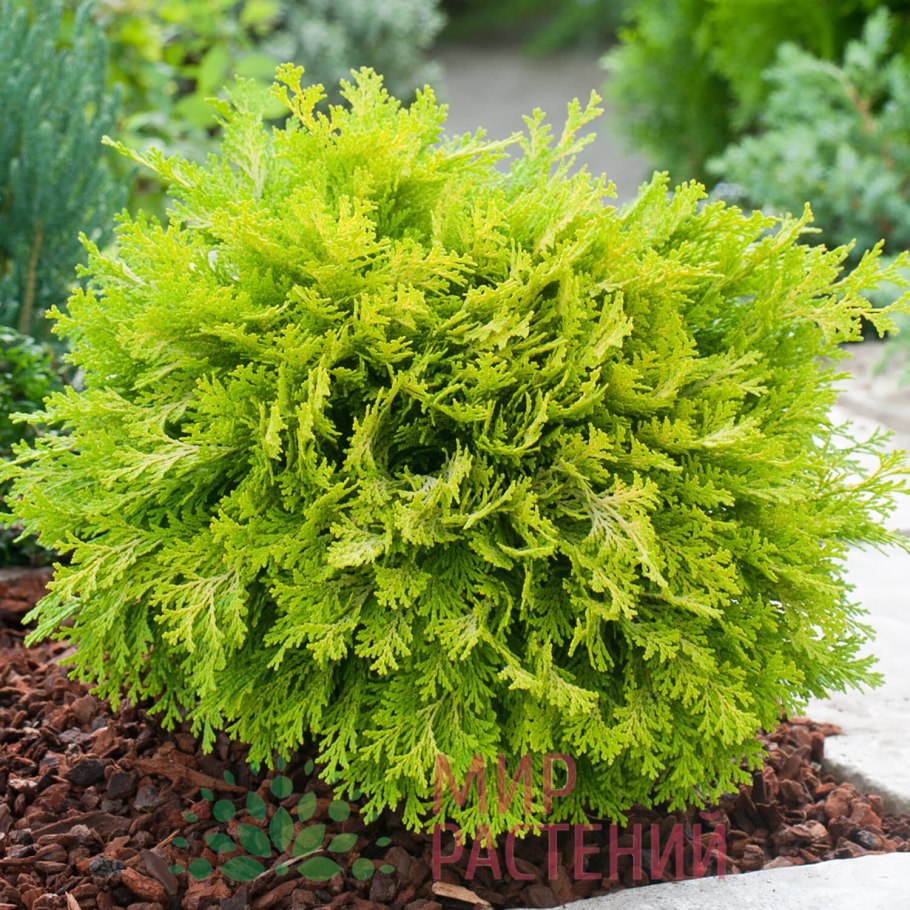 Кипарис пирамидальный