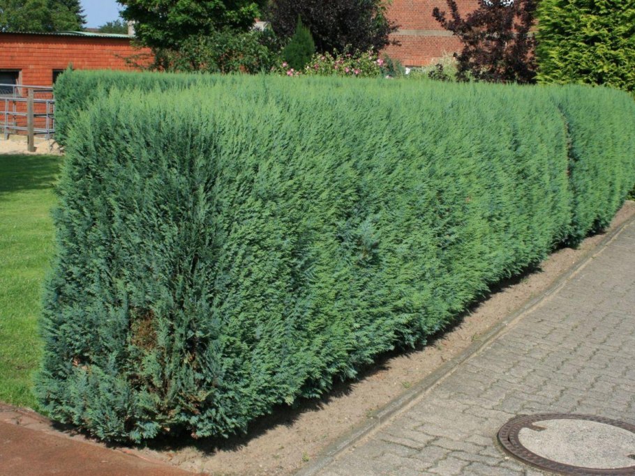 Кипарис пирамидальный Стрикта