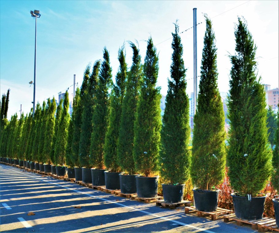 Cupressus sempervirens