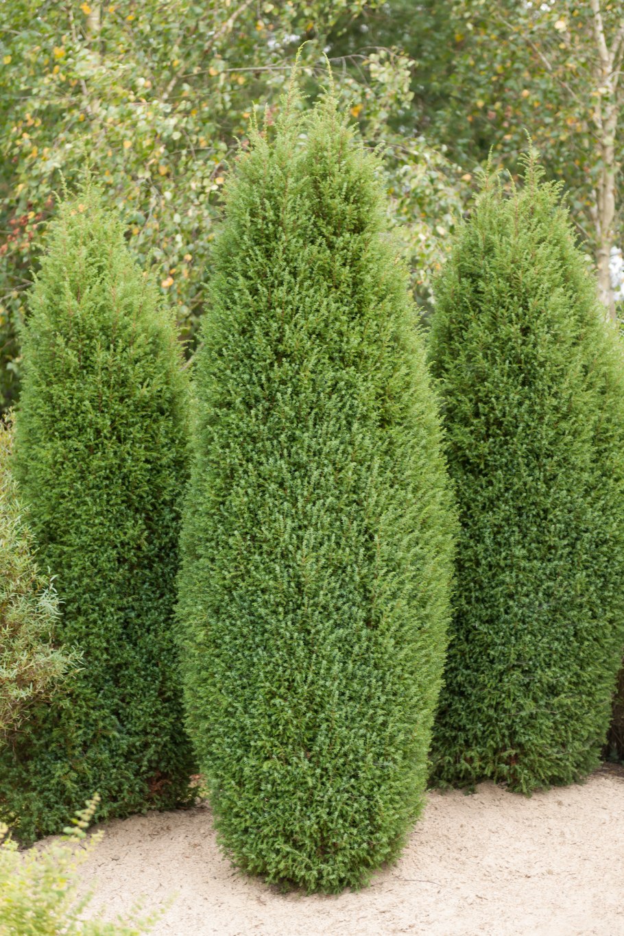 Кипарисовик Лавсона Живая изгородь