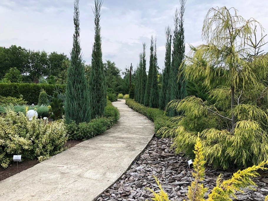 Туи можжевельники кипарисовик