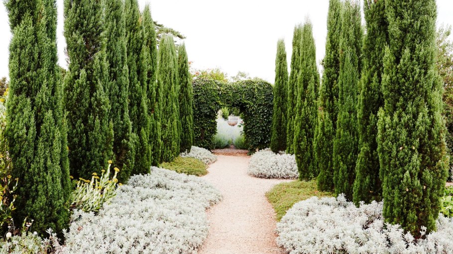 Кипарисовик горохоплодный filifera Nana