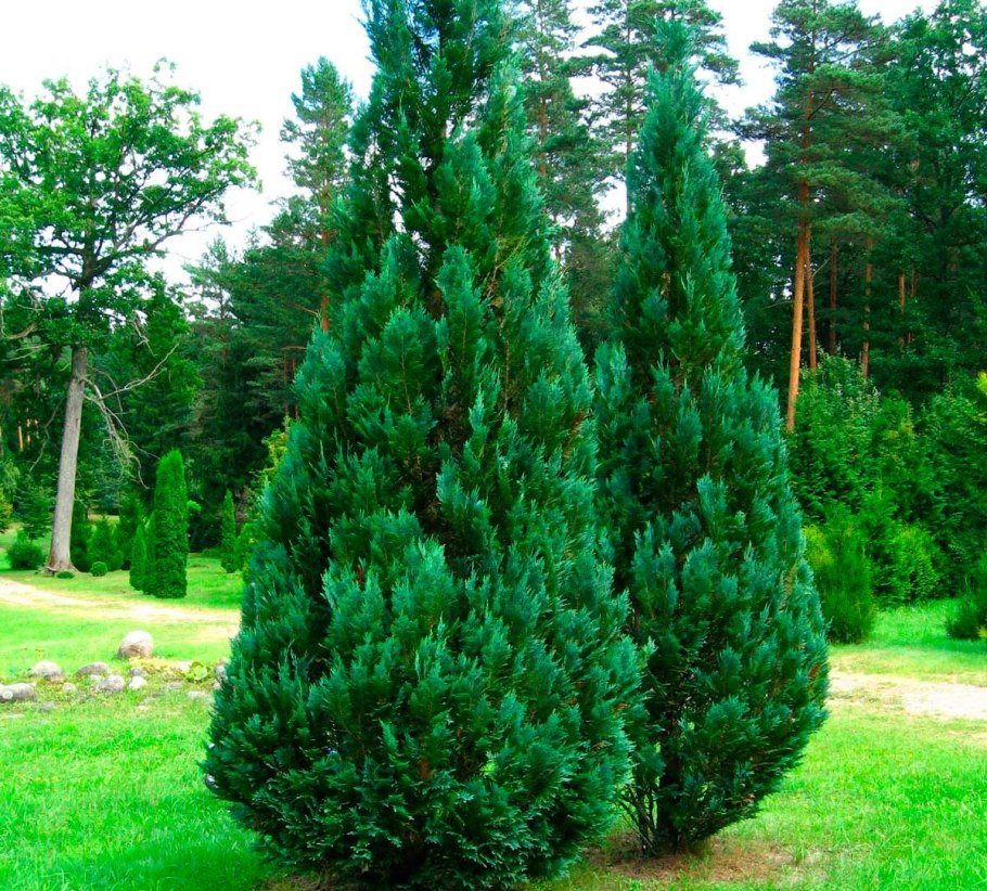 Кипарисовик Лавсона Эректа Ауреа