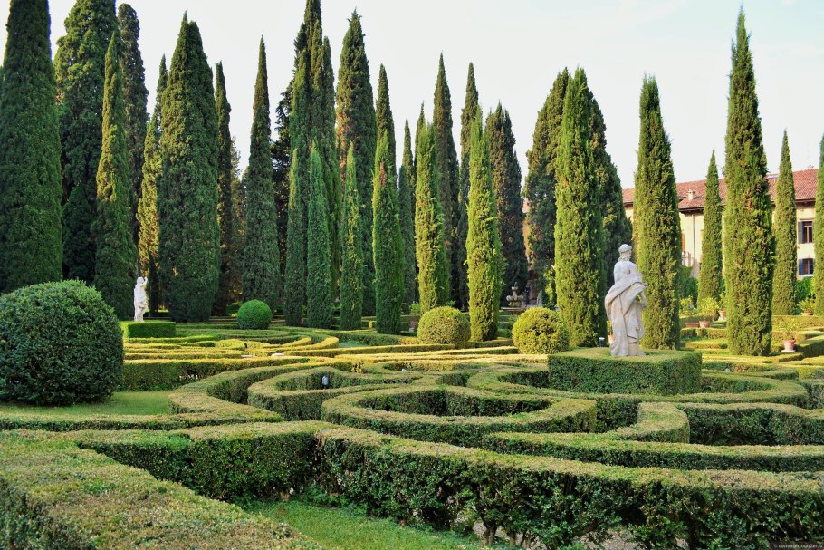 Кипарис вечнозеленый (Cupressus sempervirens)