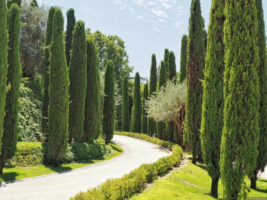 Кипарис вечнозеленый (Cupressus sempervirens)