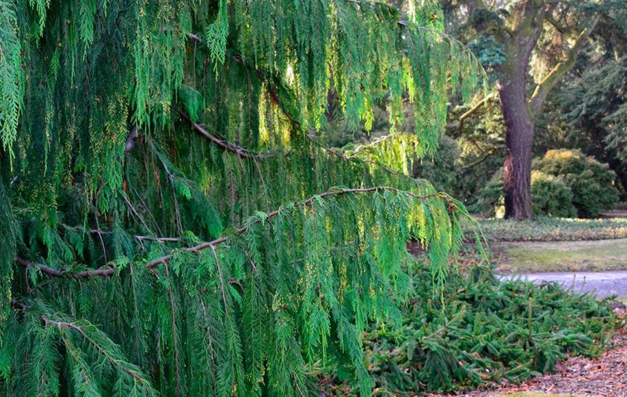 Туя Западная кора