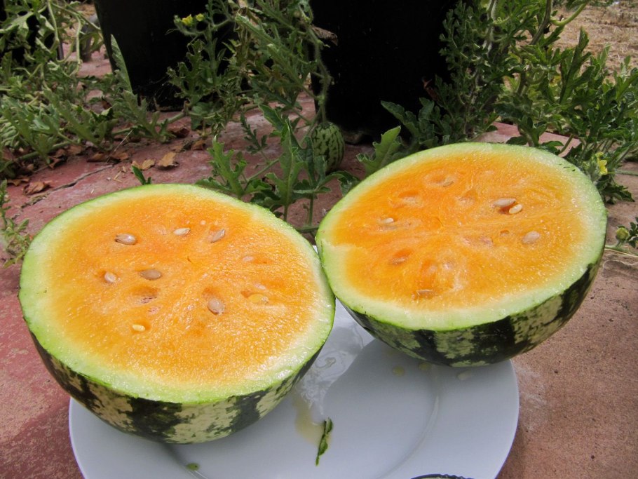 Арбуз Шуга Еллоу f1