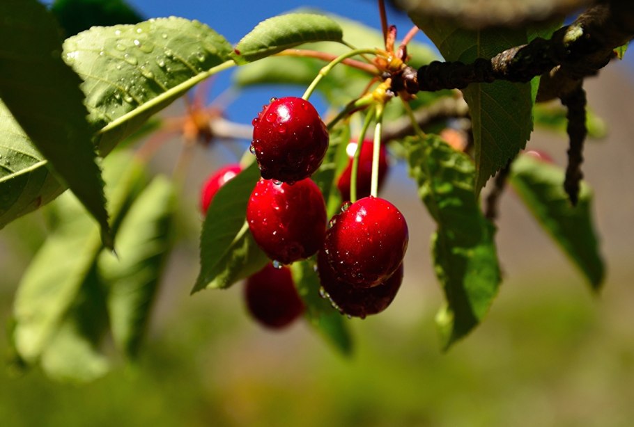 Вишня обыкновенная Тургеневка