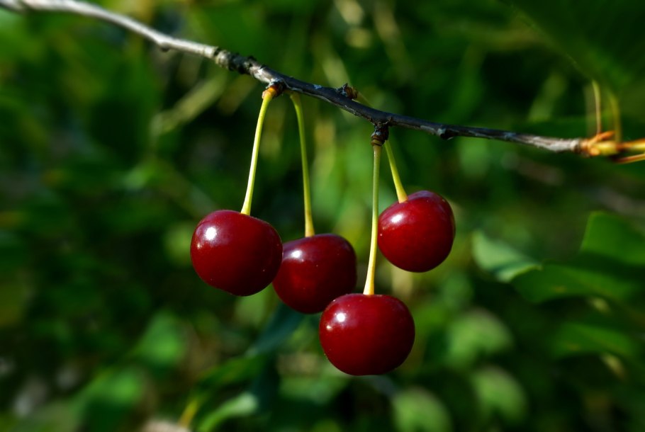 Костянка вишни