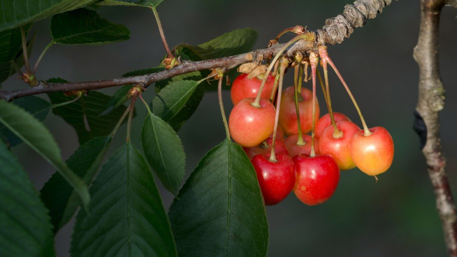 Вишня пенсильванская