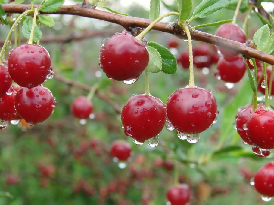 Вишня летом