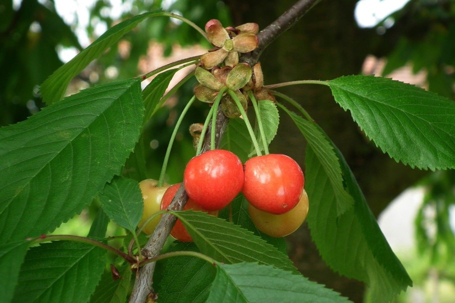 Вишня пенсильванская плод