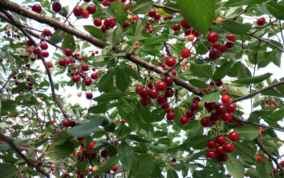 Вишня сеянец Любской