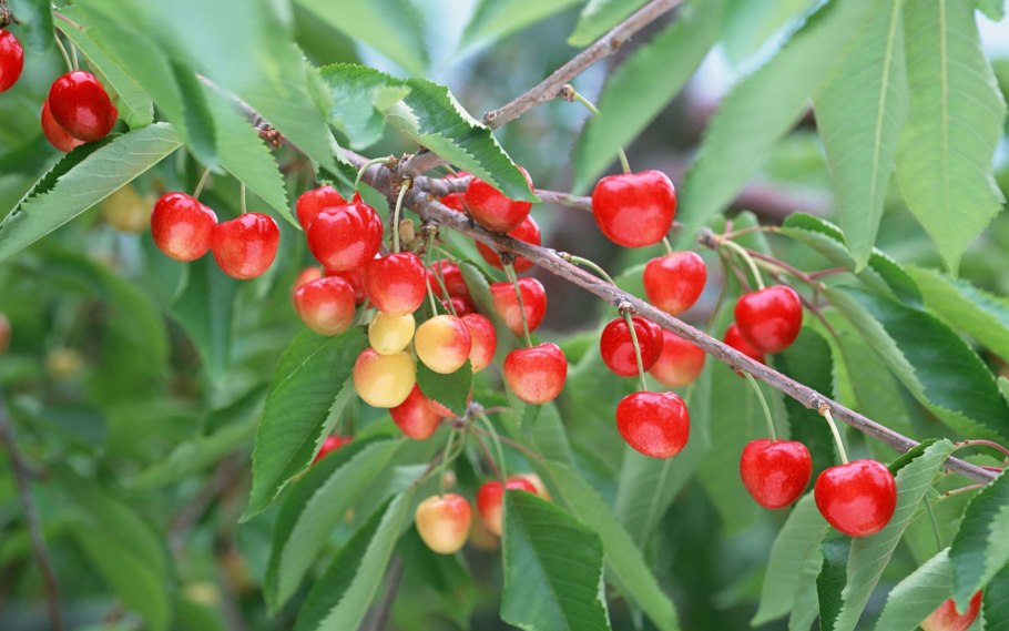 Вишня плодоносит