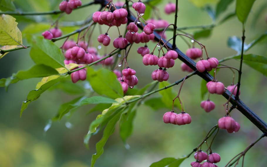 Черешня летом