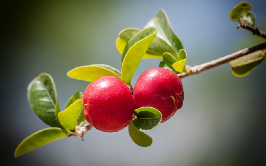 Ягоды на ветке