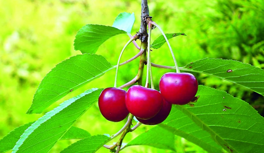 Черешня на ветке