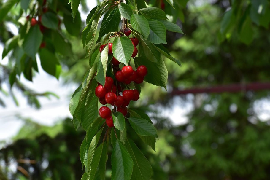 Черешня это двудольное