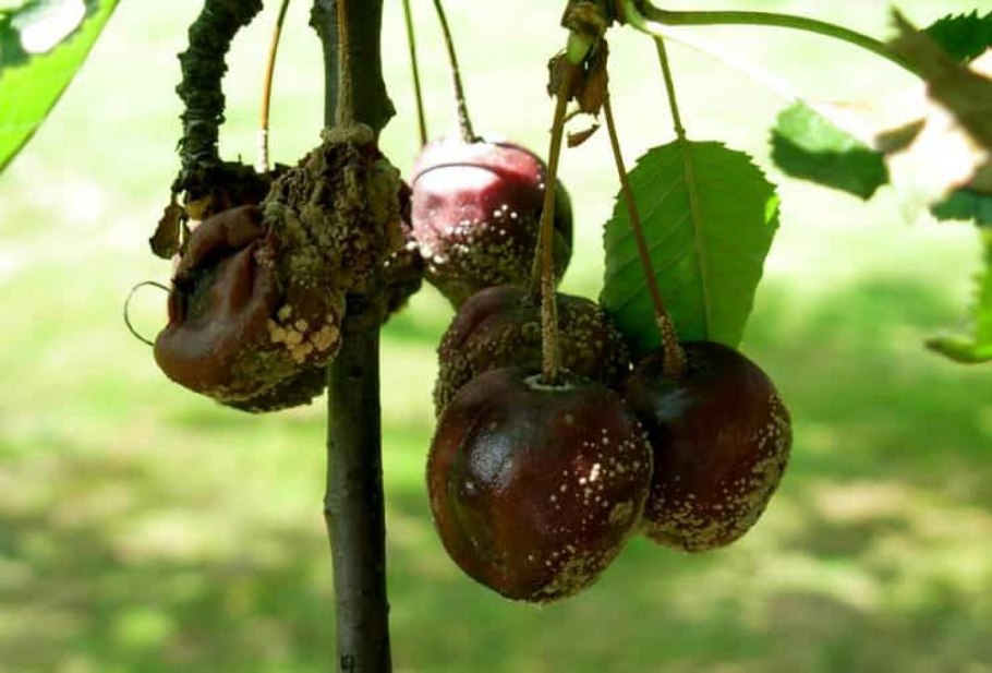 Черешня на ветке