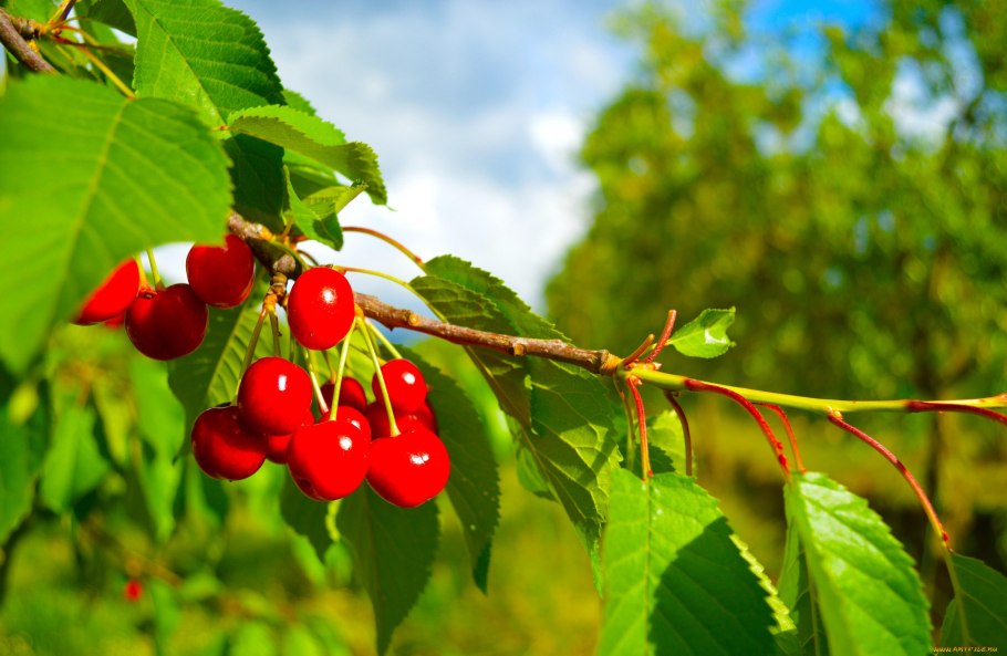 Вишня Облачинская
