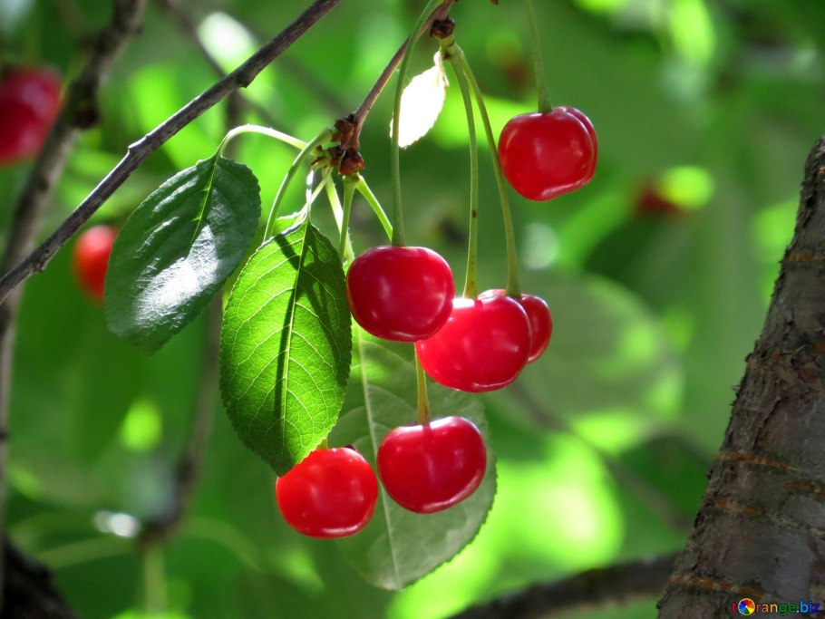 Косточковые плоды черешня