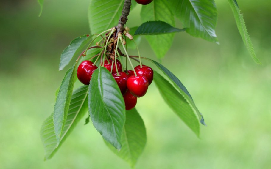 Веточка вишни с ягодами