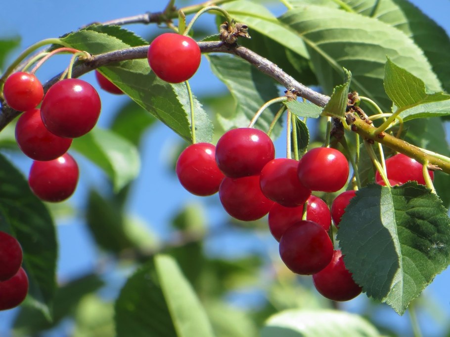 Сорт черешни Бахор