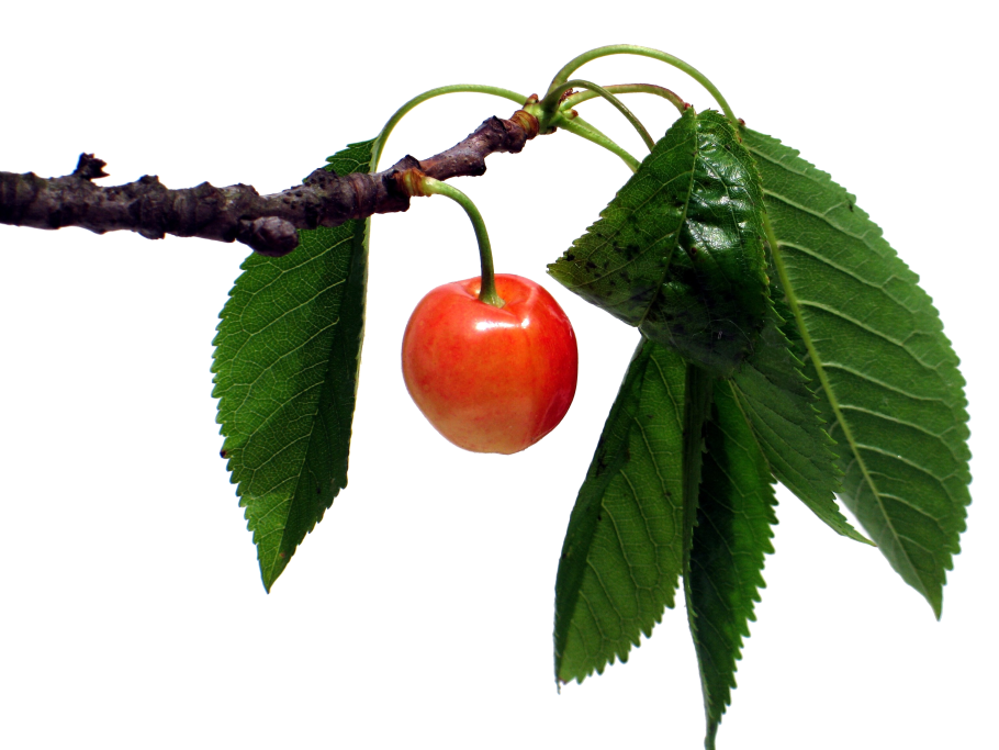 Черешня красная на веточке Luciana