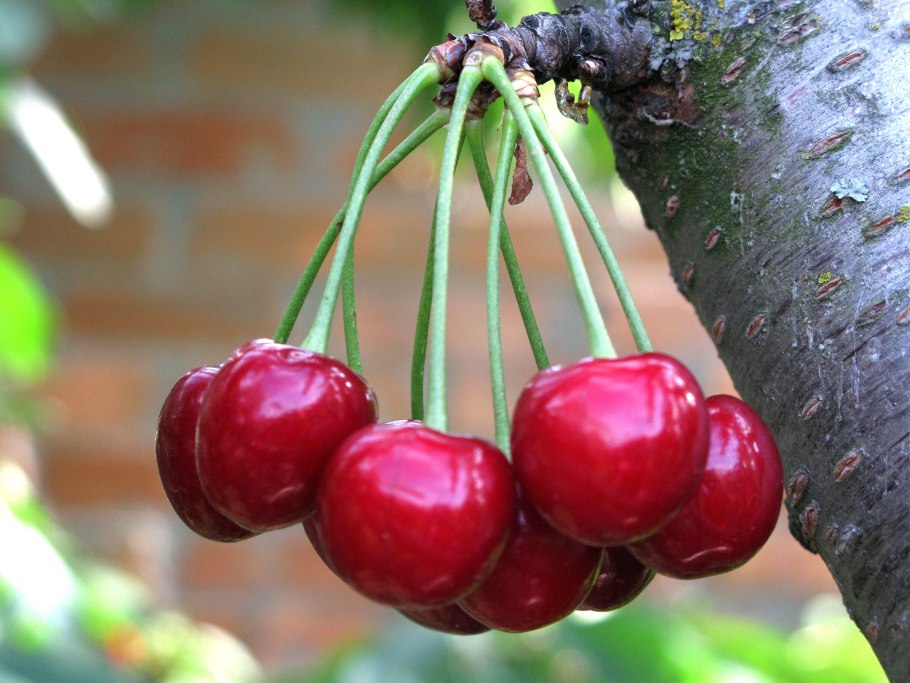 Деревья и плоды