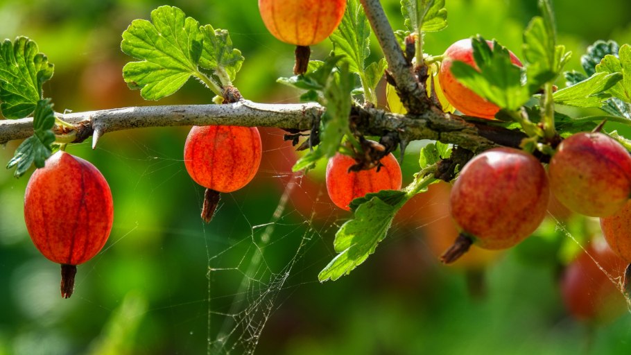 Монилиоз черешни