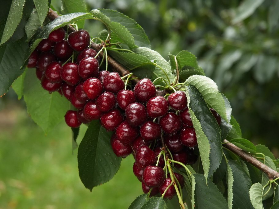 Черешня колоновидная хелена