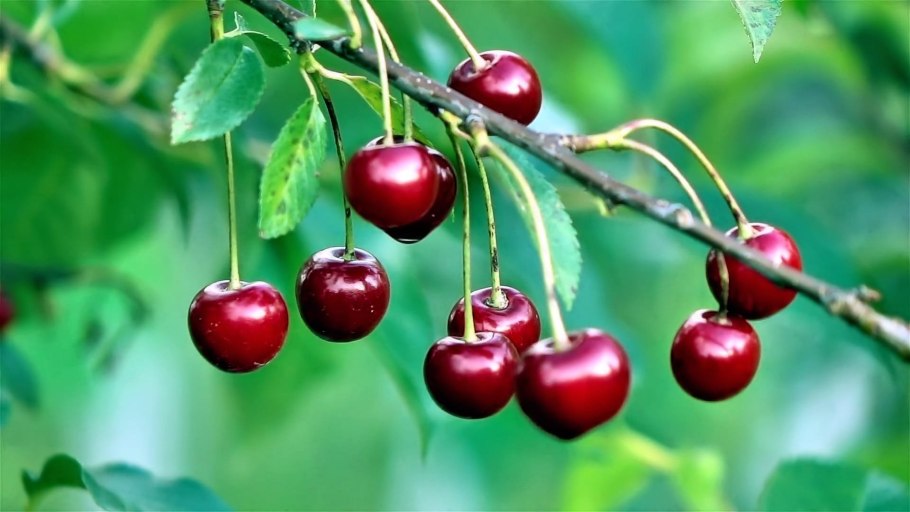 Крыжовник ягода Макросъемка