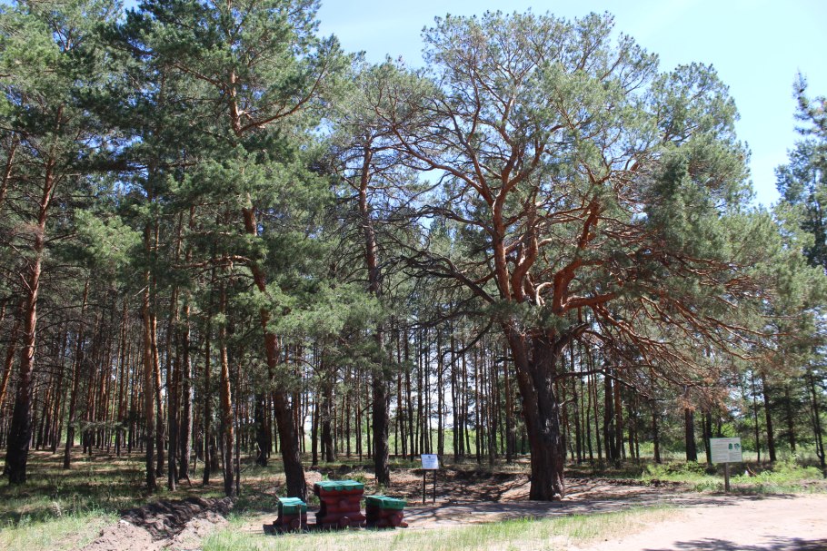 Сосновая роща Архыз