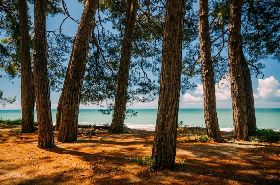 Парк Сосновая роща Йошкар-Ола