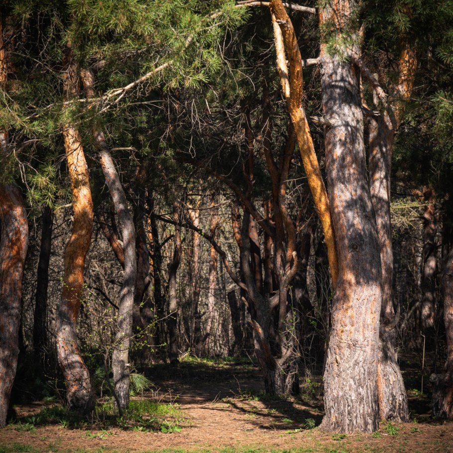Сосновая роща Калуга