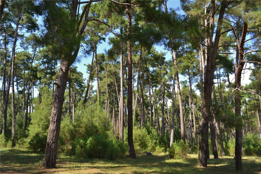 Санаторий Сосновая роща Крым