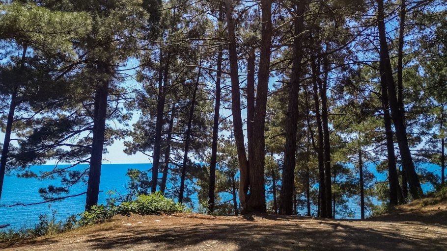 Роща реликтовой сосны пицунда