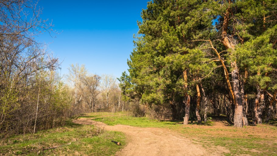 Сосновая роща абинск