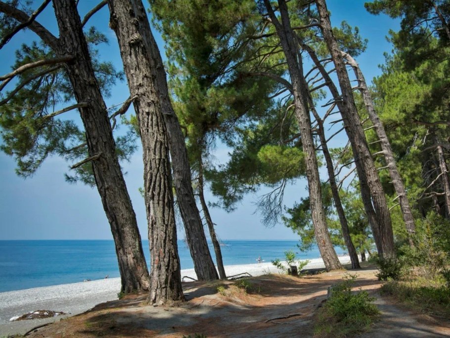 Пицунда роща Сосновая роща заповедник