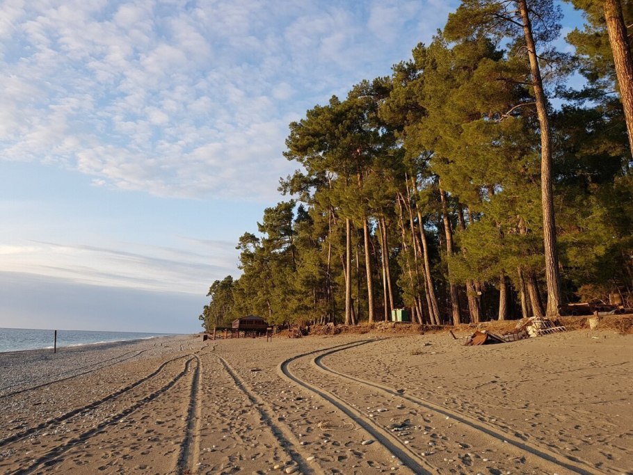 Сосновая роща Пицунда